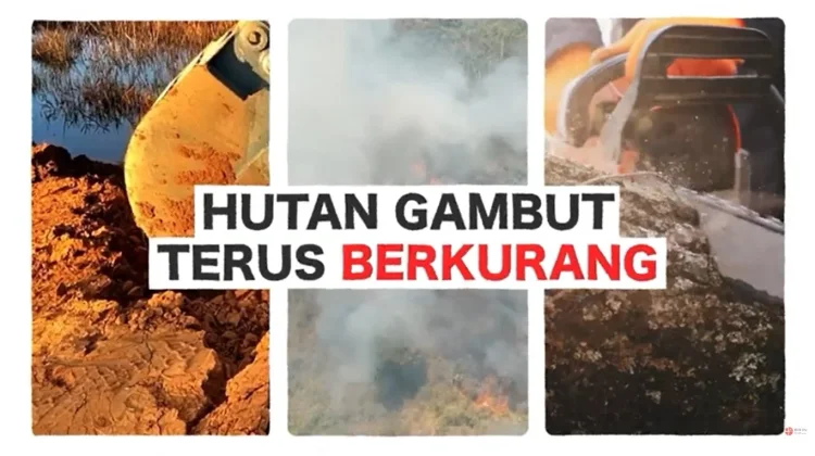Menjaga Kelestarian Lahan Gambut Tropis Terbesar Indonesia