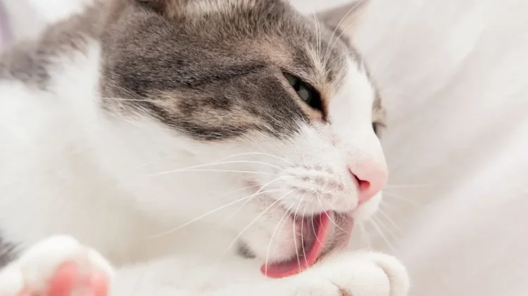 Enam Alasan Unik Kucing Sering Menjilati Tubuhnya Sendiri
