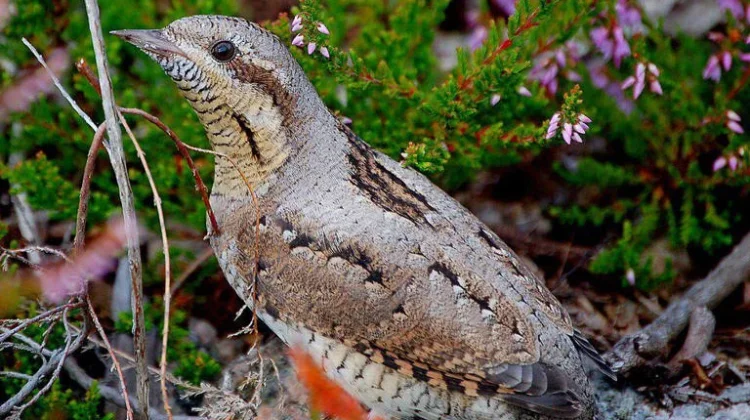 Mengenal Geliang Ular Burung Pelatuk Unik yang Bisa Meliuk