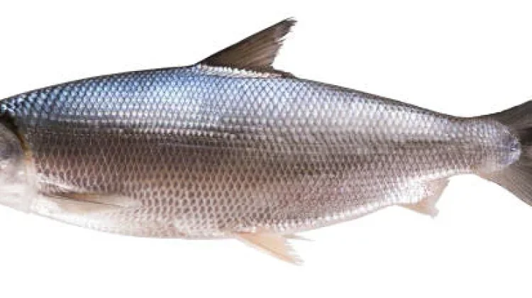 Manfaat Ikan Bandeng bagi Kesehatan Tubuh