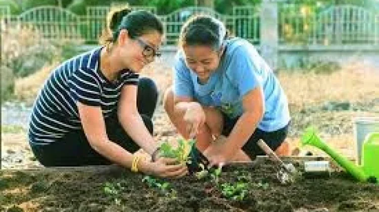 Tips Berkebun di Lahan Sempit Agar Tetap Produktif