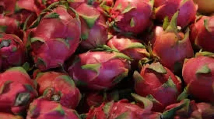 Ragam Manfaat Buah Naga untuk Kesehatan Tubuh Kita