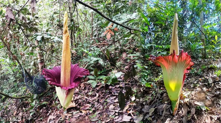 Bunga Amorphophallus Titanum Mekar Sempurna di Nagari Kumanis Sijunjung