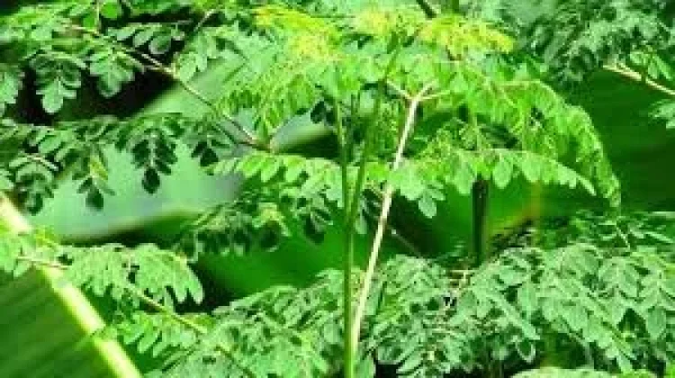 Daun Kelor dan Manfaatnya