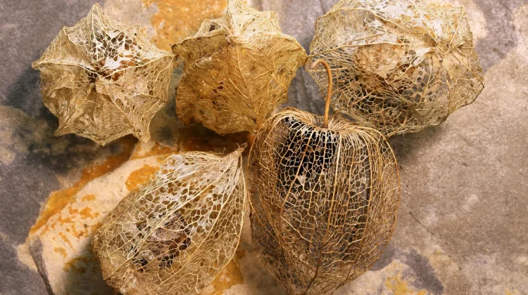 Buah Kecil dalam Balutan Kelopak Tipis