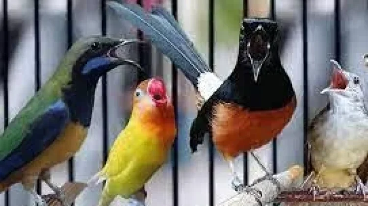 Bahaya Pelihara Burung di Ruang Sempit Minim Sirkulasi