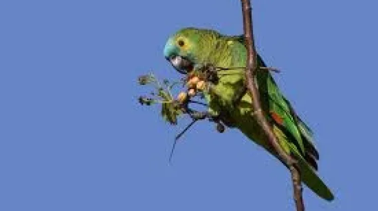 Nutrisi Terbaik Untuk Menjaga Kesehatan Burung Peliharaan