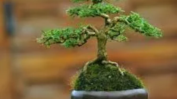 Penyebab Daun Bonsai Mini Membusuk Secara Tiba