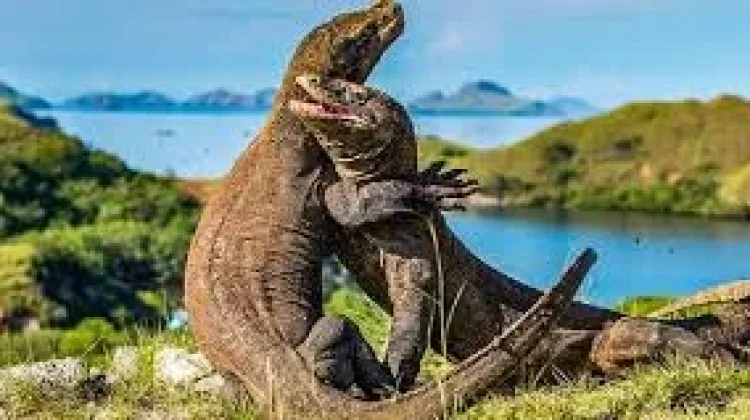Indonesia Pinjamkan Komodo ke Jepang untuk Program Breeding Loan