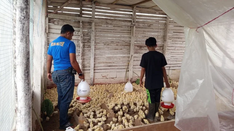 Babinsa 07/Kapur IX Dampingi Warga Beternak Ayam Potong untuk Kesejahteraan!