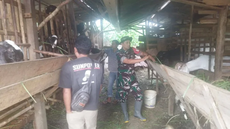 Babinsa 03/Suliki Kembangkan Usaha Ternak Kambing untuk Ekonomi Warga!