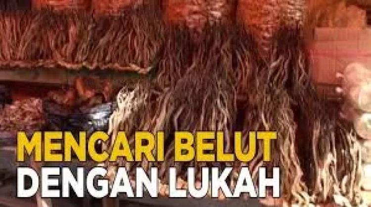 Mengenal Lukah Alat Tradisional Menangkap Belut