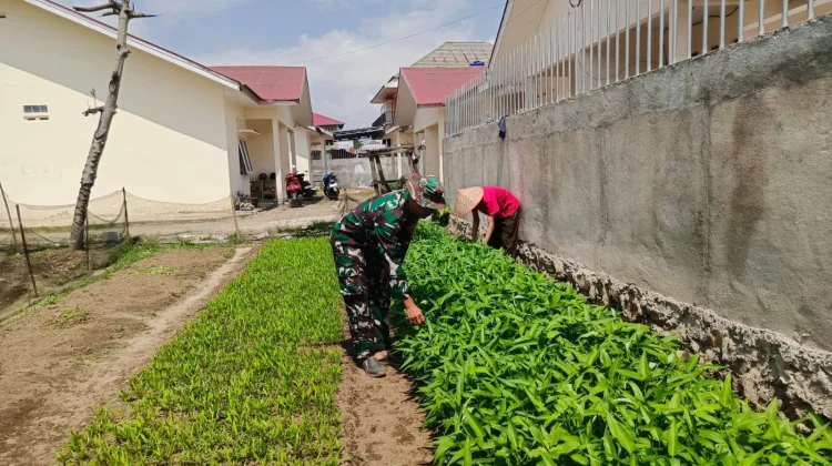 Babinsa Harau Bersama Warga Panen Kangkung di Nagari Batu Balang!