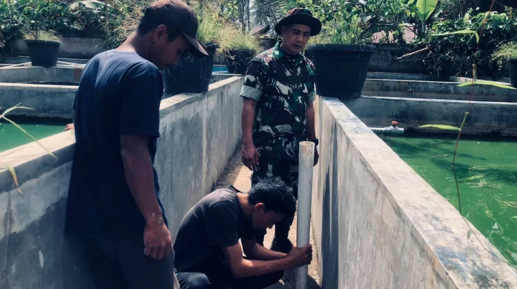 Babinsa Guguk Lakukan Perawatan Kolam Pasca Panen!