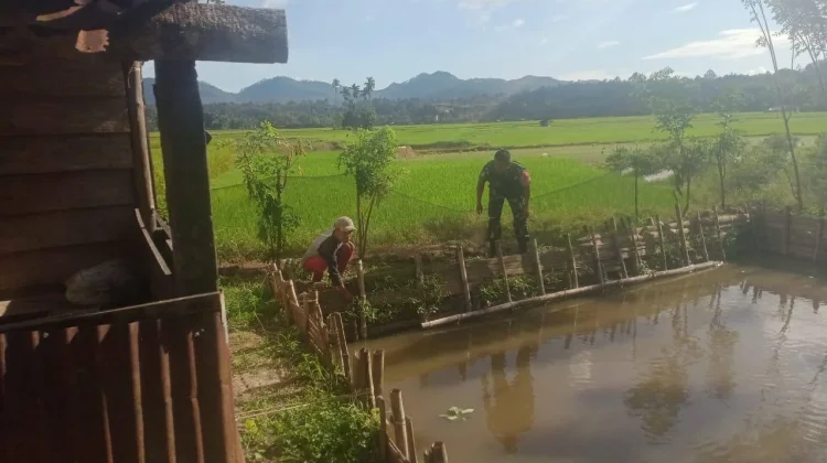 Babinsa Koramil 08/Akabiluru Dukung Budidaya Ikan Nila Warga Sukses