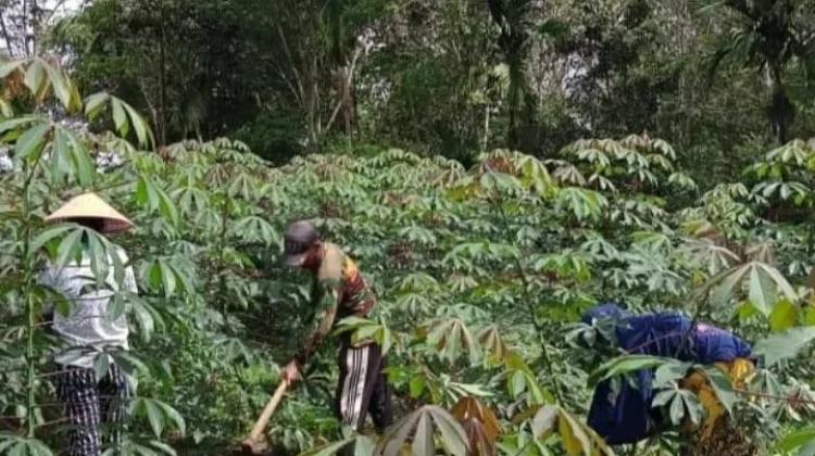 Babinsa Koramil 04/Luak Bantu Perawatan Ubi Kayu Warga Sukses Sekitar