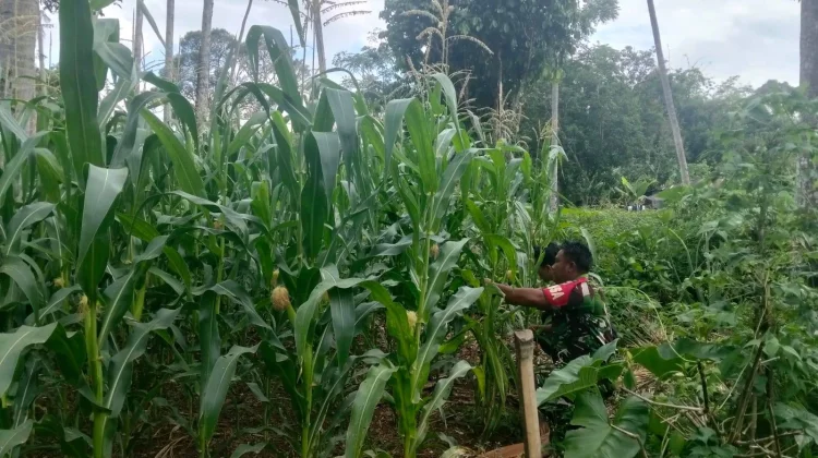 Babinsa Koramil 03/Suliki Bantu Penyiangan Rumput Tanaman Jagung Warga