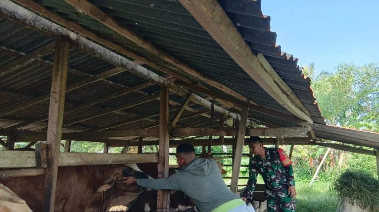 Babinsa Koramil 06/Guguak Dukung Peternakan Sapi Warga Sangat Sukses Sekali