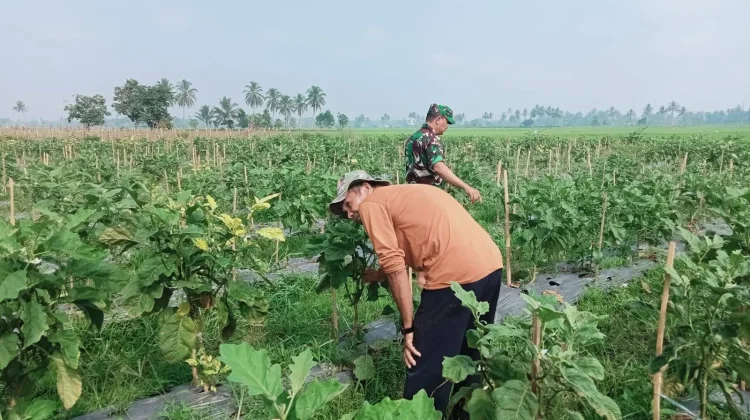 Babinsa Koramil 01/Payakumbuh Dukung Budidaya Tanaman Terong