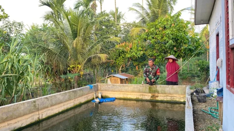 Babinsa Koramil 05/Harau Budidaya Ikan Lele Bersama Warga Sangat Sukses Sekali