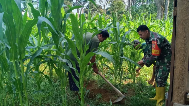 Babinsa Koramil 03/Suliki Dukung Pertanian Jagung Warga Sangat Sukses Sekali