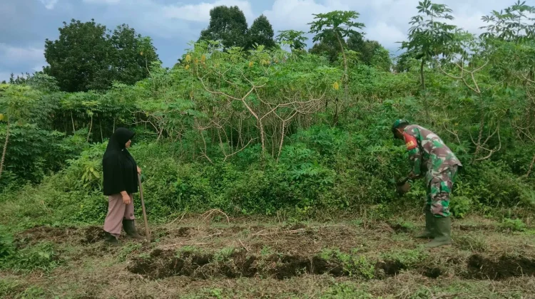 Babinsa Koramil 02/Pangkalan Dukung Pertanian Ubi Kayu Warga Sangat Sukses Sekali