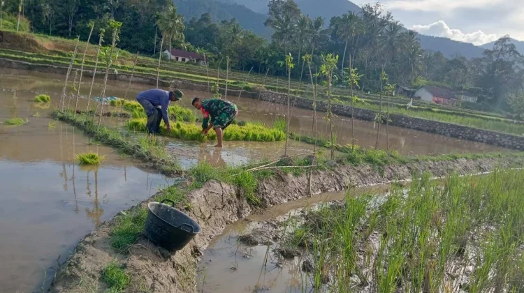 Babinsa Koramil 08/Akabiluru Dukung Pertanian Padi Warga Sangat Sukses Sekali