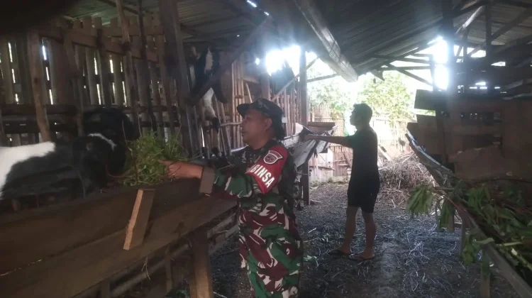 Babinsa Koramil 03/Suliki Dukung Warga Beternak Kambing Sangat Sukses Sekali