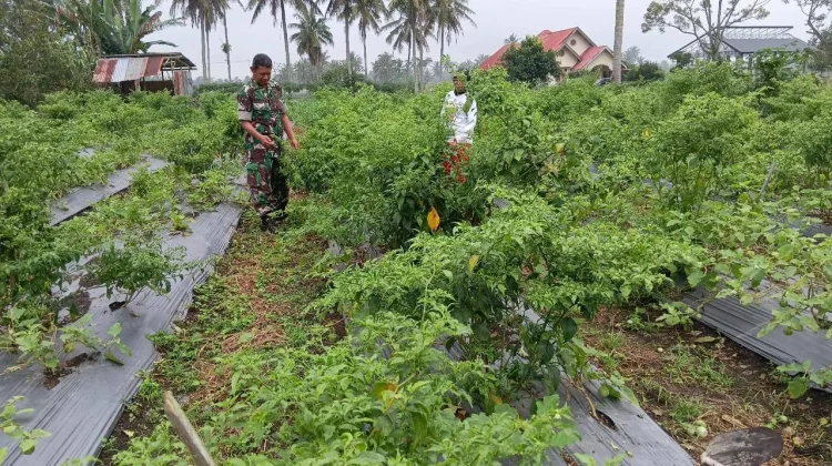 Babinsa Koramil 05/Harau Dukung Pertanian Warga Koto Tuo Sangat Sukses Sekali