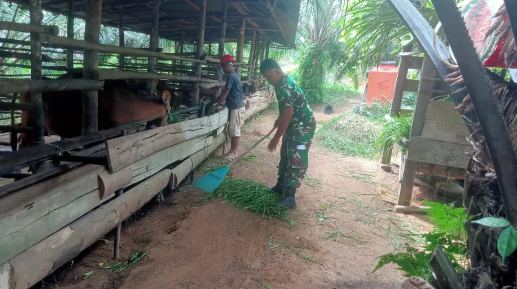 Babinsa Koramil 02/Pangkalan Dukung Pertanian Warga Pangkalan Sangat Sukses Seka
