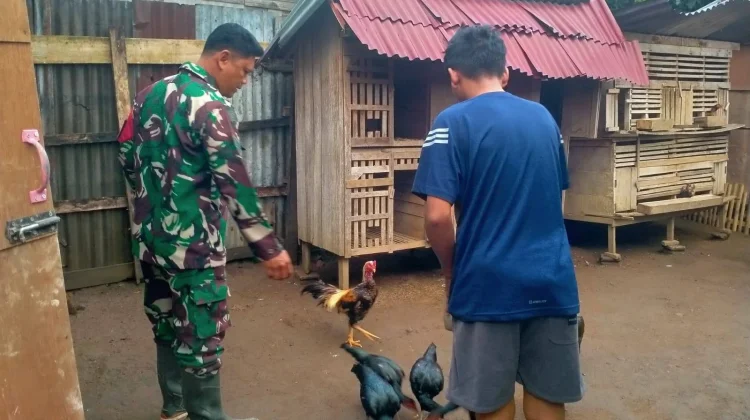 Babinsa Payakumbuh Utara Kembangkan Ternak Ayam Kampung Sangat Sukses Sekali