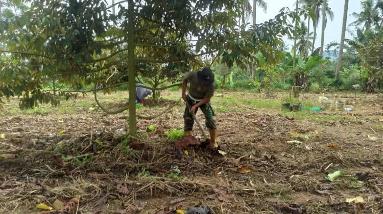 Babinsa Koramil 02/Pangkalan Manfaatkan Lahan untuk Tanaman Jagung Sangat Sukses