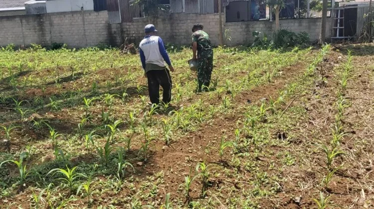 Babinsa Koramil 08/Akabiluru Lakukan Pemupukan Pertama Tanaman Jagung