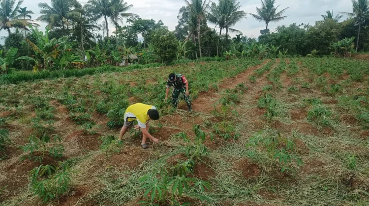 Babinsa Koramil 01/Payakumbuh Laksanakan Pembersihan Lahan Ubi Kayu
