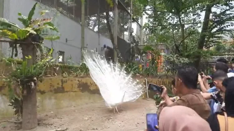 Pemko Bukittinggi Catat Pendapatan Sektor Wisata Senilai Rp3,5 miliar