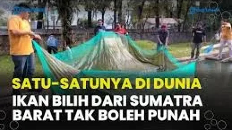 Habitat Ikan Bilih di Danau Singkarak Sumatera Barat