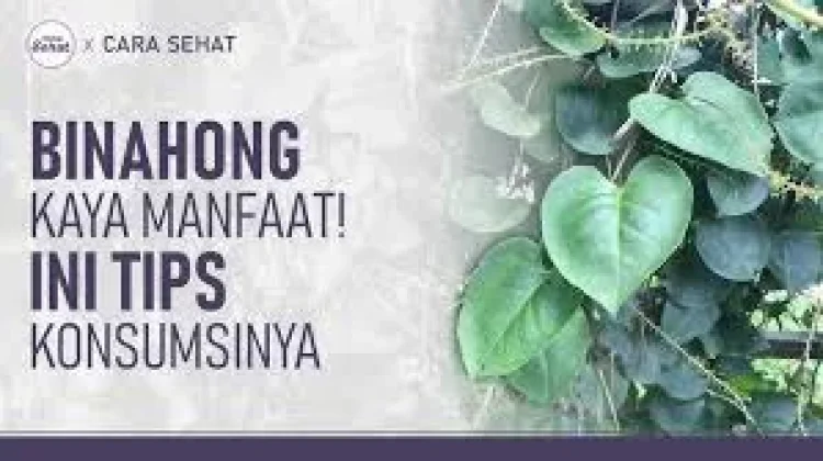 Daun Binahong Kaya Manfaat