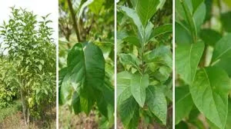 Tanaman Herbal Memiliki Kandungan Vitamin, dan Mineral