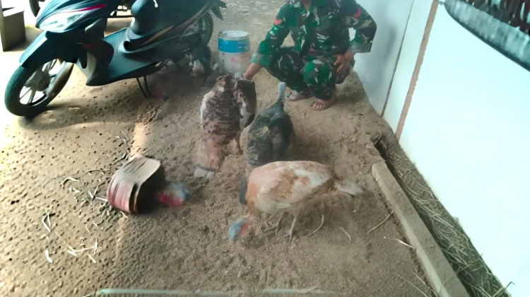 Babinsa Koramil 03/Suliki Perhatikan Asupan Nutrisi Ayam Kalkun