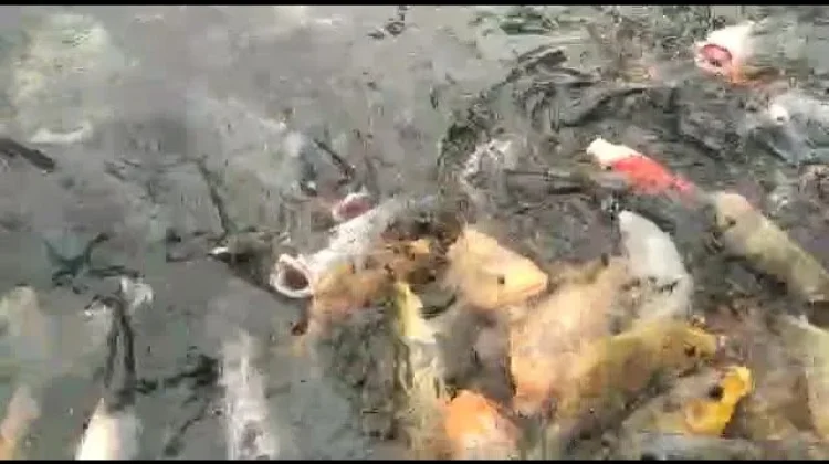 Ikan Larangan Gelora Lubuk Sikaping Jadi Destinasi Edukasi