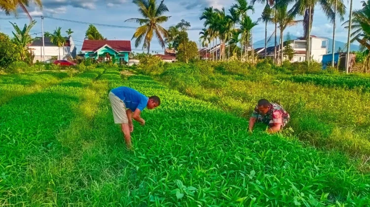 Koramil 05/Harau Laksanakan Perawatan Kangkung