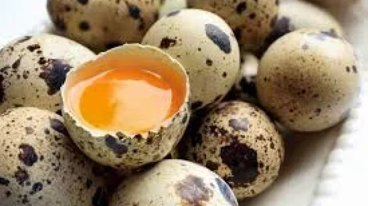 Keistimewaan Telur Puyuh untuk Kesehatan