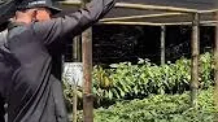 Pemko Limapuluhkota Serahkan Bantuan Bibit Kakao HIbrida 2026