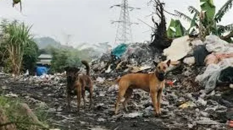 Cara Menyikapi Anjing Liar di Lingkungan Permukiman