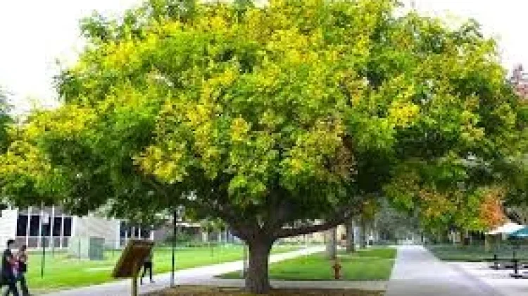 Pohon yang Berperan Penting dalam Mencegah Kekeringan