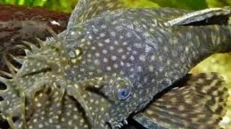 Kenapa Ikan Sapu-Sapu Disebut Hama?