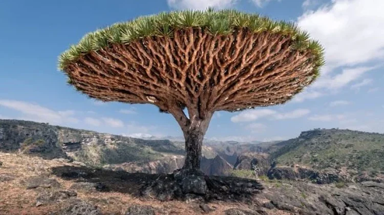 Pulau Socotra, Salah Satu Tempat Paling Unik di Bumi