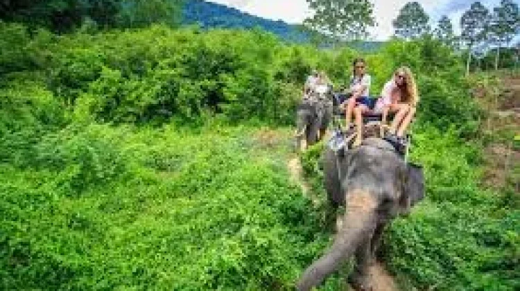 Wisata Naik Gajah Resmi Dilarang Demi Kesejahteraan Satwa