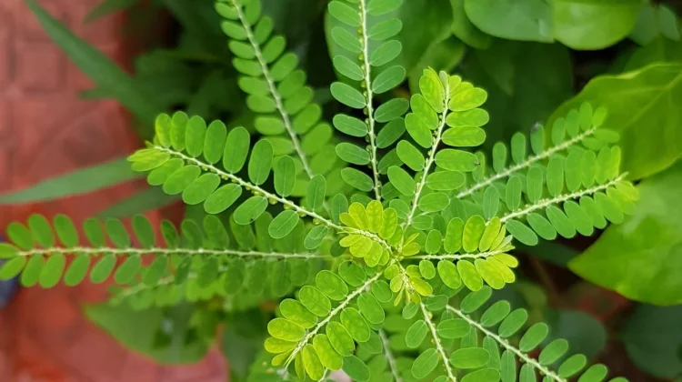 Sejuta Manfaat dari Daun Meniran