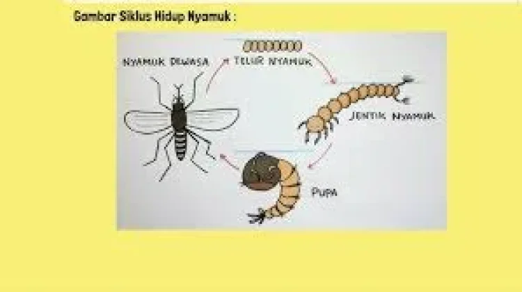 Mengenal Daur Hidup Nyamuk